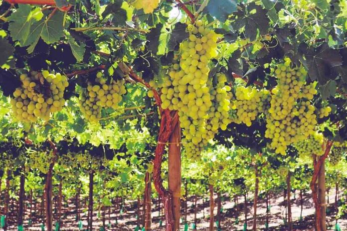 Australia | Las exportaciones australianas de uva de mesa vuelven a la normalidad gracias al impulso japonés