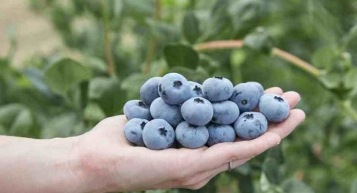 Alemania Fall Creek presentará la nueva variedad Sekoya Nova en Fruit Logistica 2026