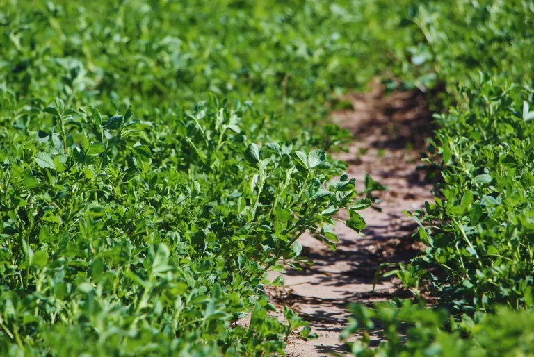 Alfalfa nuevas variedades para distintos desafíos ganaderos