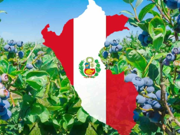 Arándano peruano mantiene el ritmo y consolida su avance