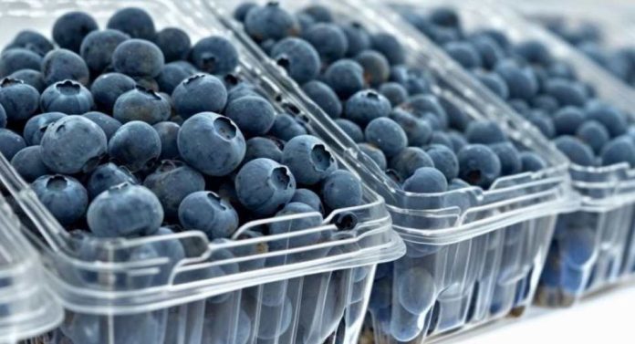 Arándanos de Ñuble temporada 202526 muestra precios atractivos pero advierte volatilidad del mercado