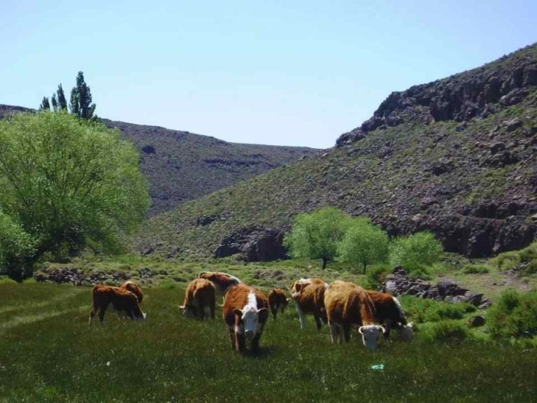 Argentina | Mejorar la fertilidad y productividad de los suelos con carbono