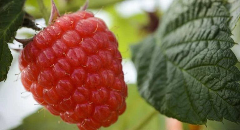 California El auge de los frutos rojos la nueva genética y el dimensionamiento estratégico impulsan el crecimiento de la categoría en 2026