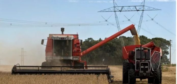 Maíz, trigo y girasol impulsan la campaña 2025/26 a la mayor cosecha de granos de la historia
