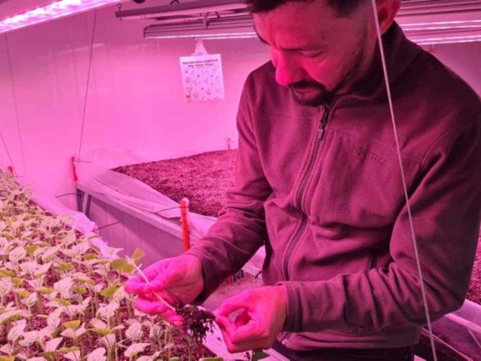 Científico chileno experimenta con energía nuclear para mejorar especies hortícolas
