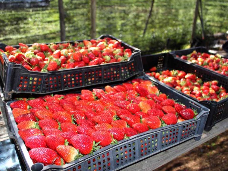 Científicos INIA avanzan en el desarrollo de un sistema de preservación biológico para la calidad de la frutilla  