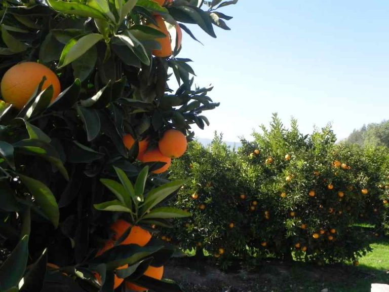 Cítricos y cambio climático: Viña del Mar será sede de seminario sobre Manejo Integrado de Plagas liderado por mujeres investigadoras