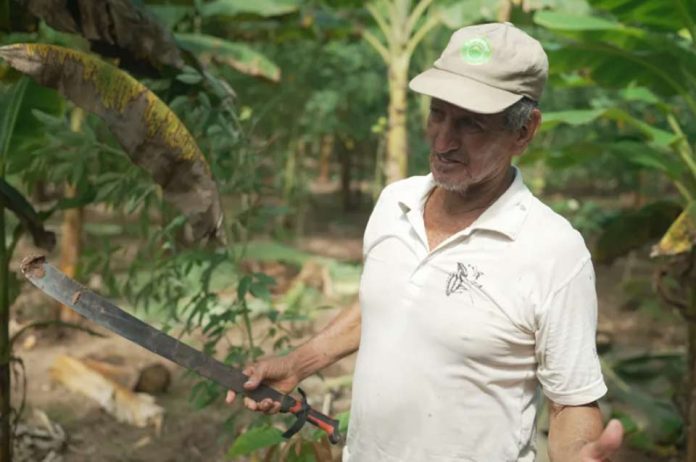 Cómo un proyecto en Perú apoya el cacao sostenible y sirve a los intereses suizos