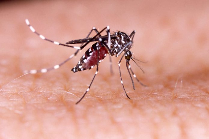 Mosquito del dengue en Chile: Cómo se transmite la enfermedad y por qué hay alerta sanitaria