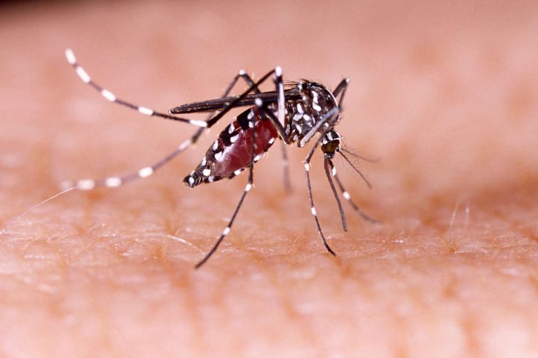 Mosquito del dengue en Chile: Cómo se transmite la enfermedad y por qué hay alerta sanitaria