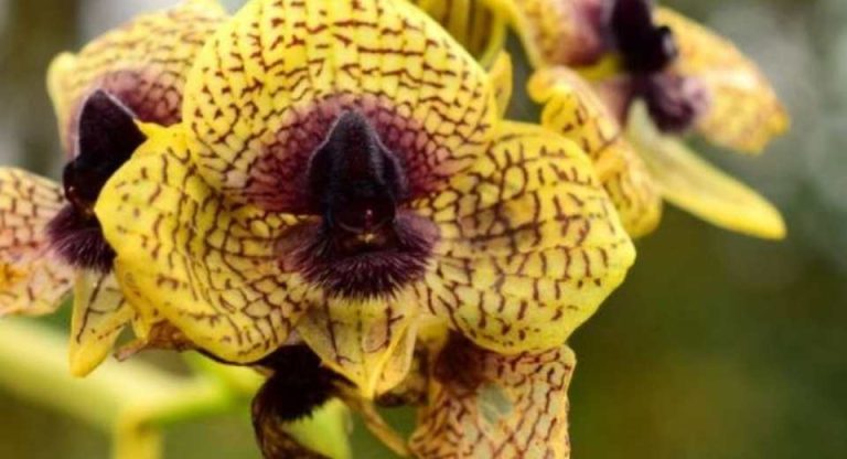 Ecuador sumó 78 nuevas especies científicas en 2025