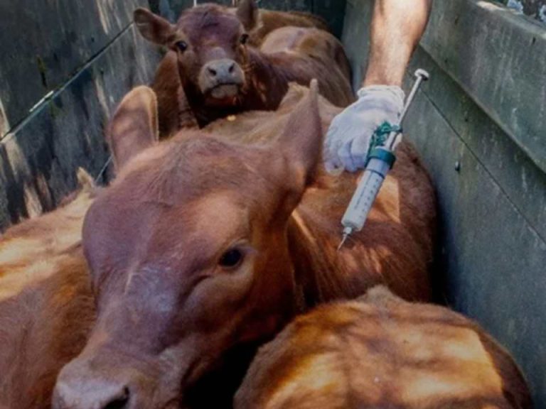 El Senasa actualizó el marco regulatorio para vacunas bovinas