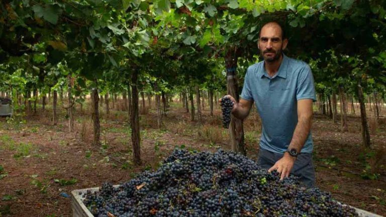 El cambio climático puede arruinar el vino