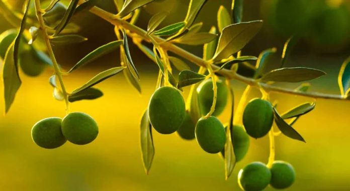 España! Los carozos de la aceituna se convierten en oro verde para regenerar olivos