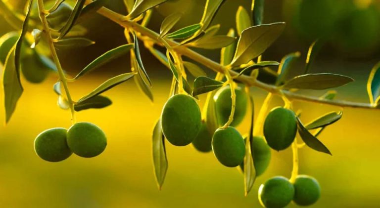 España! Los carozos de la aceituna se convierten en oro verde para regenerar olivos
