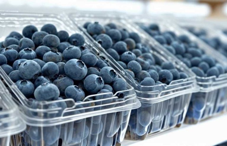 Exportación de arándanos en Ñuble: ¿cómo se advierte la temporada 2025/26?