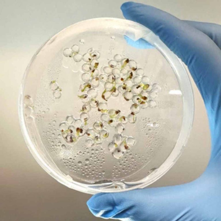 Foray Bioscience anuncia su primera asociación de semillas fabricadas con West Coast Chestnut