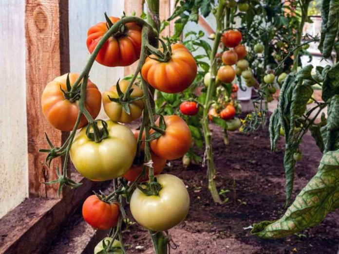 Injerto de tomate: dónde da resultados y dónde no