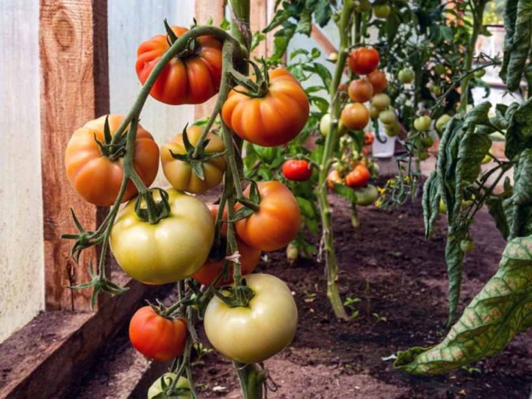 Injerto de tomate: dónde da resultados y dónde no