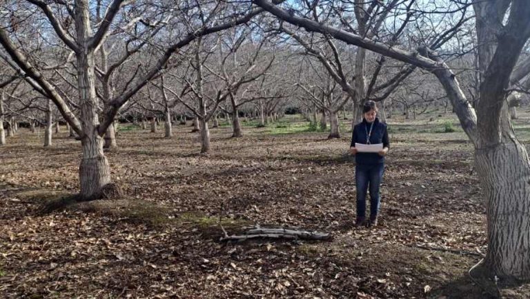 Odepa y Ciren publican resultados del Catastro Frutícola en las regiones Metropolitana y de Valparaíso