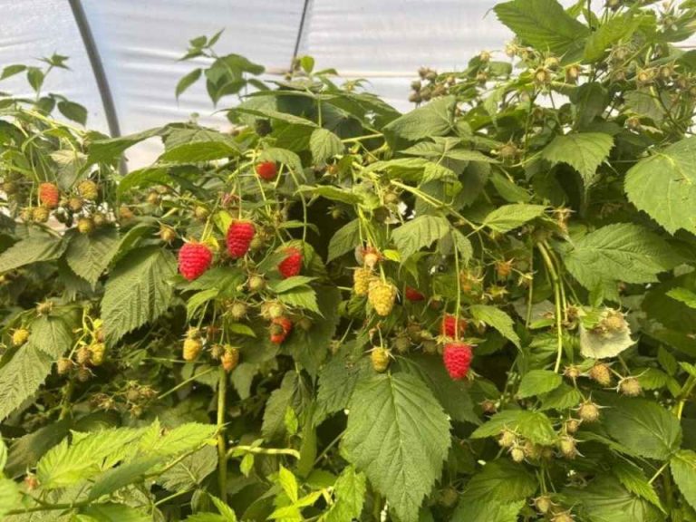Plus Berries anticipa semanas de menor disponibilidad de frambuesa