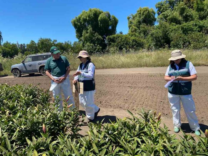 SAG Biobío realiza inspección de campo a bulbos de Lilium para exportación