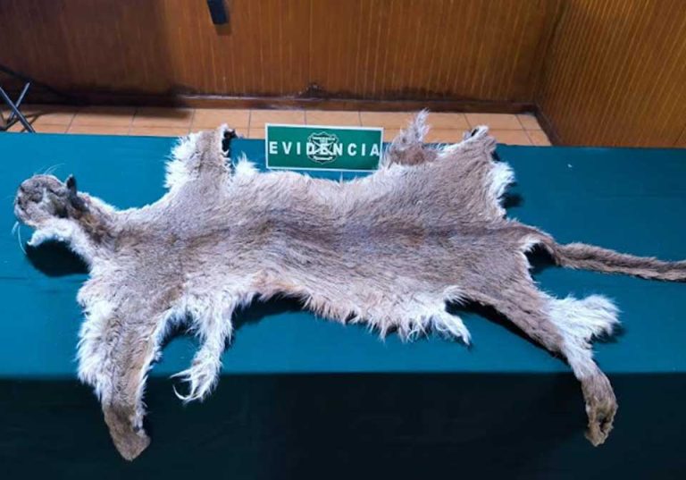 SAG Biobío y Carabineros de Chile incautan piel de puma en Mulchén