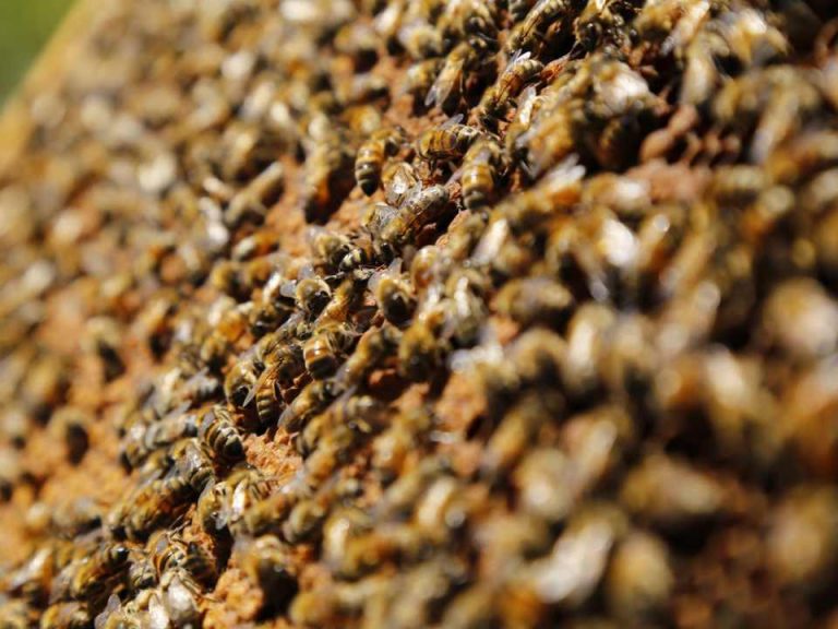 SAG llama a informarse ante nueva obligación de avisar aplicaciones de plaguicidas tóxico para las abejas