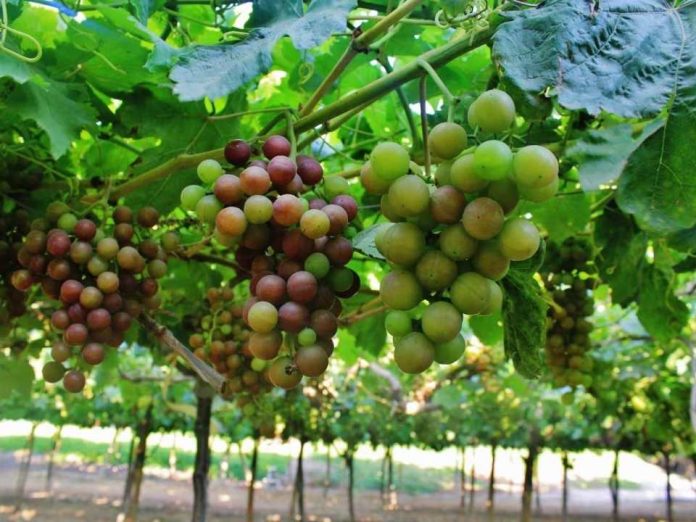 Unifrutti Group, el gigante mundial que gana terreno en Perú