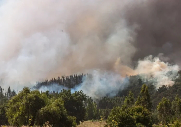 Cómo los incendios forestales están transformando los suelos chilenos