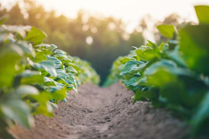 La agricultura española: un gran sumidero de  carbono frente al cambio climático 
