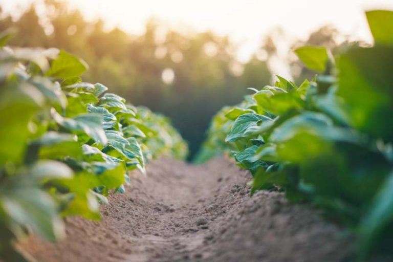 La agricultura española: un gran sumidero de  carbono frente al cambio climático 