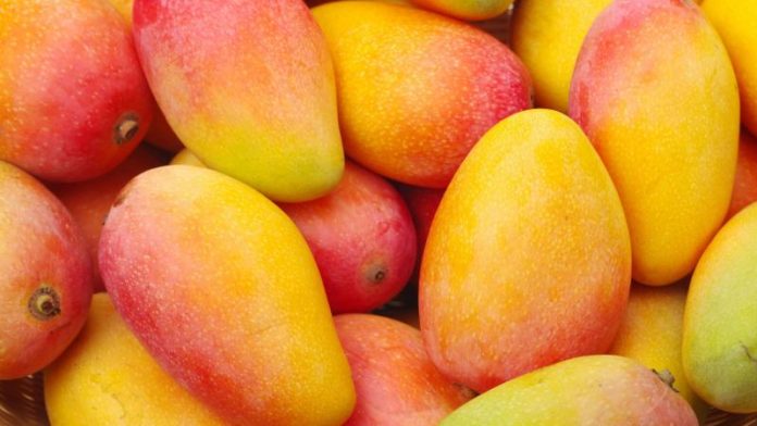 Perú | Exportaciones de mango fresco caen 45.9% en volumen hasta la semana 52
