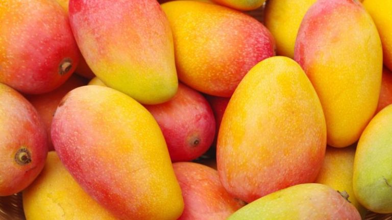 Perú | Exportaciones de mango fresco caen 45.9% en volumen hasta la semana 52