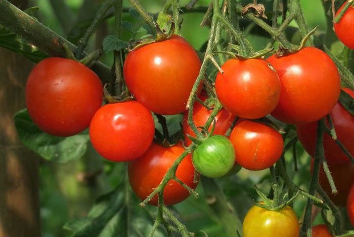 UE | Aprobado el “etiquetado trampa” para los productos provenientes de Marruecos