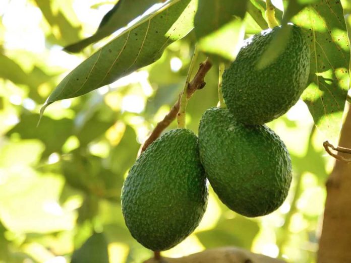 APEAM-México suspende embarque de palta tras aviso del USDA