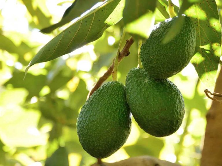 APEAM-México suspende embarque de palta tras aviso del USDA