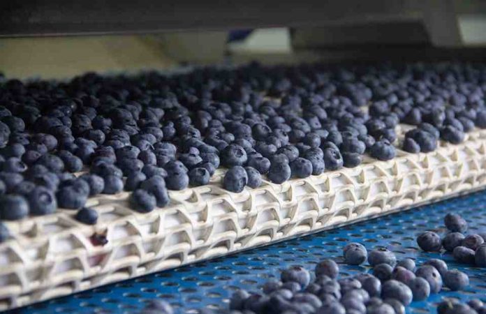 Biobío cierra la temporada de arándanos con un salto cercano al 12% en volumen