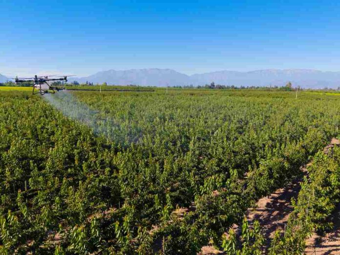 Cáncer bacteriano en las plantas: cómo prevenirlo ante la inminente caída de las hojas