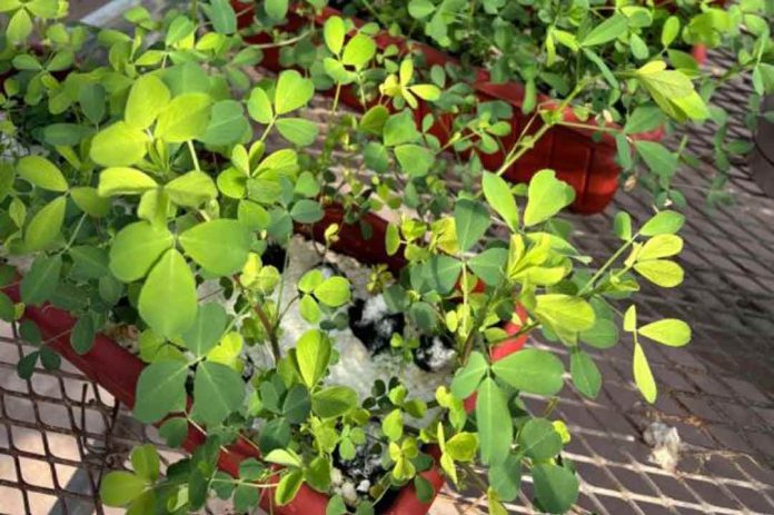 Con mejoramiento genético, amplían la tolerancia al anegamiento de la alfalfa
