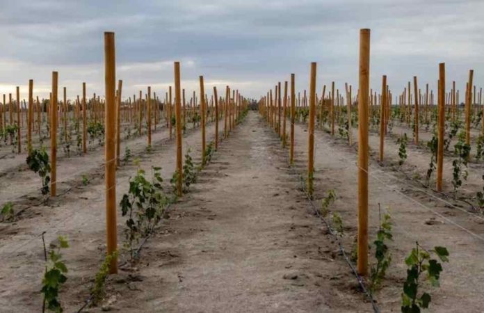 Cepa Tamarugal: un tesoro vitivinícola que florece en el desierto de Atacama