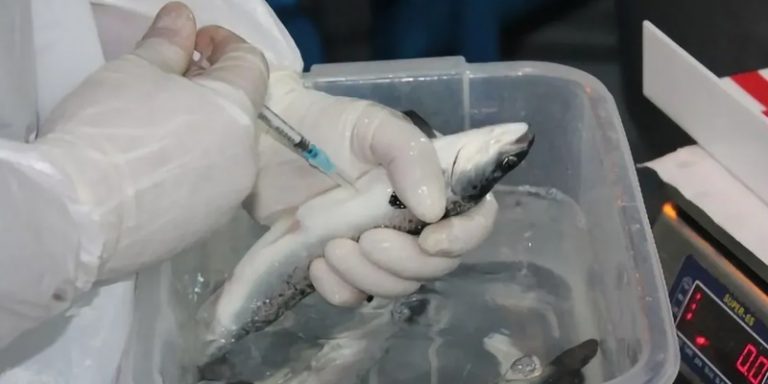 Codebreaker Bioscience acelera expansión biotecnológica desde Patagonia