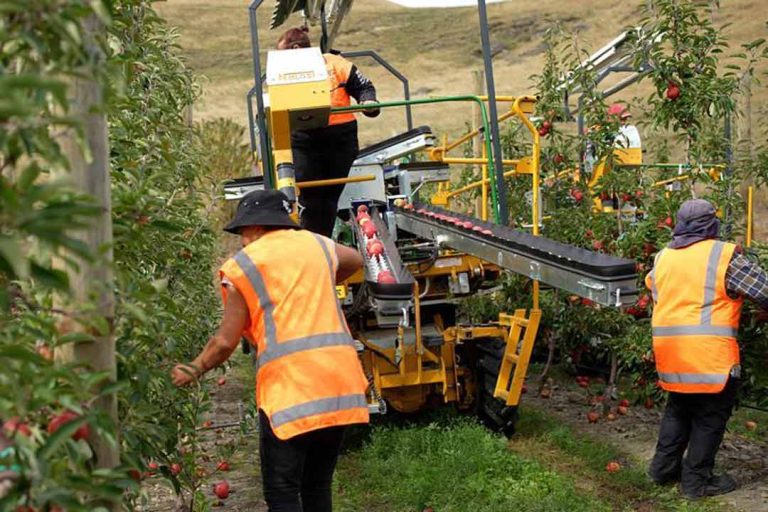 Comienza la cosecha de manzanas y peras de Nueva Zelanda