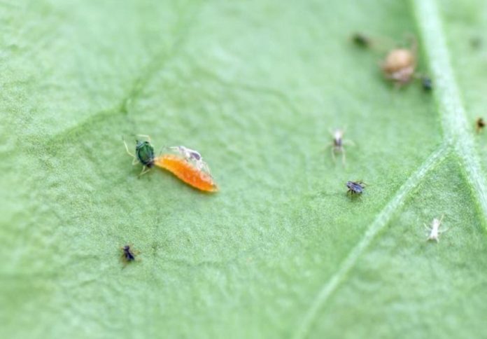 Cómo las hormigas afectan el control biológico de pulgón en pimiento Imagen de Fruit Today Fruit Today 16/02/2026 Este trabajo se perfila como una estrategia prometedora para mejorar el control biológico del pulgón del algodón en cultivos donde existen hormigas mutualistas