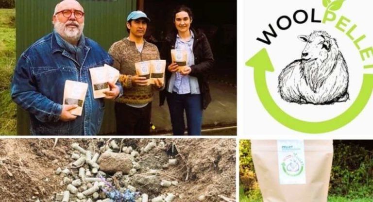 Con apoyo de FIA, desde Chiloé impulsan bioactivador de lana ovina y algas que reduce el riego hasta 29%