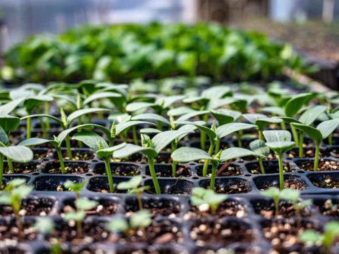 Corfo Metropolitano da inicio a Programa Transforma para fortalecer la horticultura regional frente al cambio climático