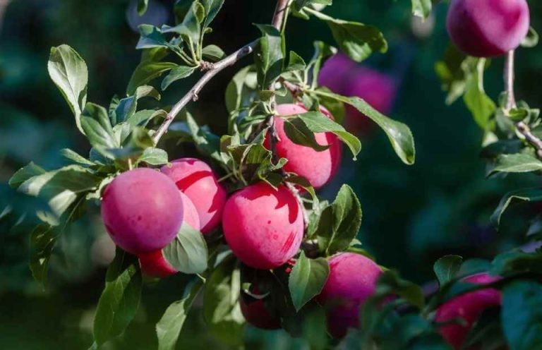 Decofrut: Ciruelas chilenas muestran un ritmo de salida más alto que el año anterior
