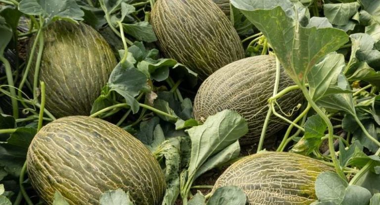 España El melón frena su declive y recupera superficie en la campaña 2025