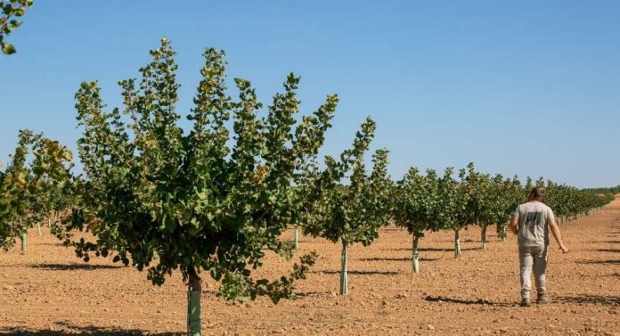 España La campaña de pistacho de Castilla-La Mancha cerró 2025 con cifras históricas