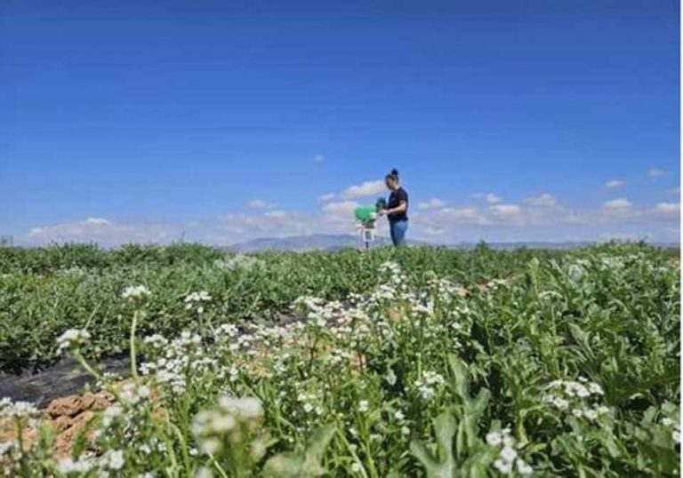 España | Productores murcianos crean una Bio-red de Monitorización y Predicción de plagas